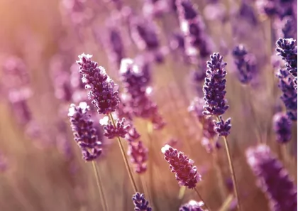 Lavande