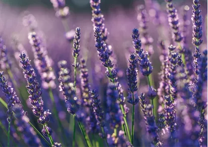 Lavande