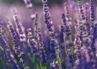 Lavande