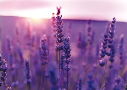 Lavande