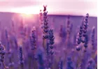Lavande