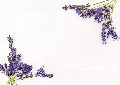 Lavande